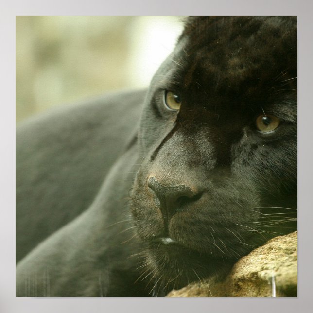 Sleeping Panther Poster (Front)