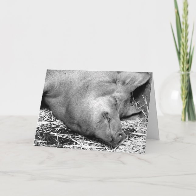 Sleeping Pig Black and White Photo - Blank Cards (Front)