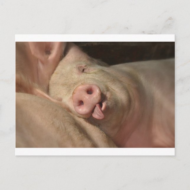 Sleeping Pig Postcard (Front)