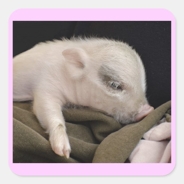 Sleeping Pig Stickers (Front)