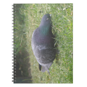 Sleeping Pigeon Notebook