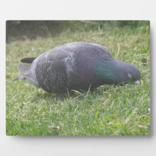 Sleeping Pigeon Plaque