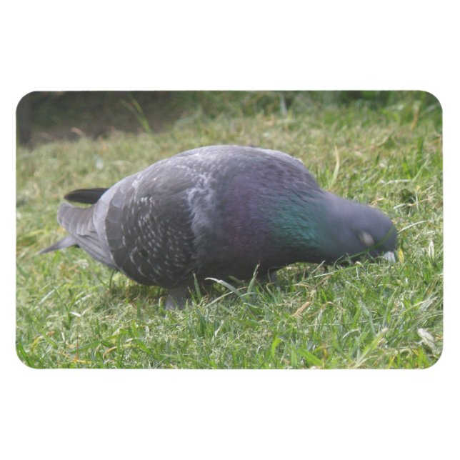 Sleeping Pigeon Premium Magnet (Horizontal)