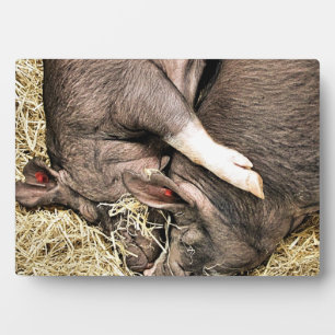 SLEEPING PIGS PLAQUE