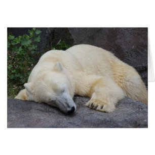 Sleeping Polar Bear