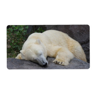 Sleeping Polar Bear