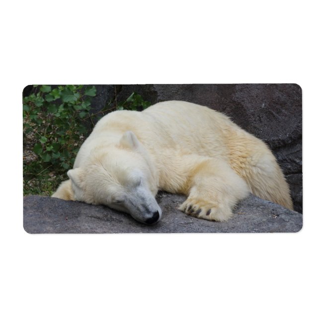 Sleeping Polar Bear (Front)