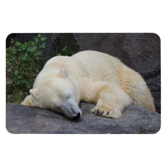 Sleeping Polar Bear Magnet (Horizontal)