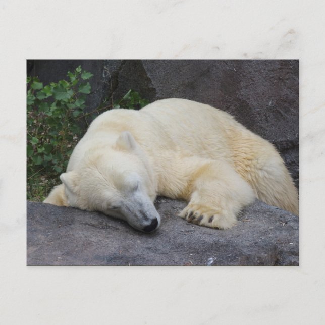 Sleeping Polar Bear Postcard (Front)