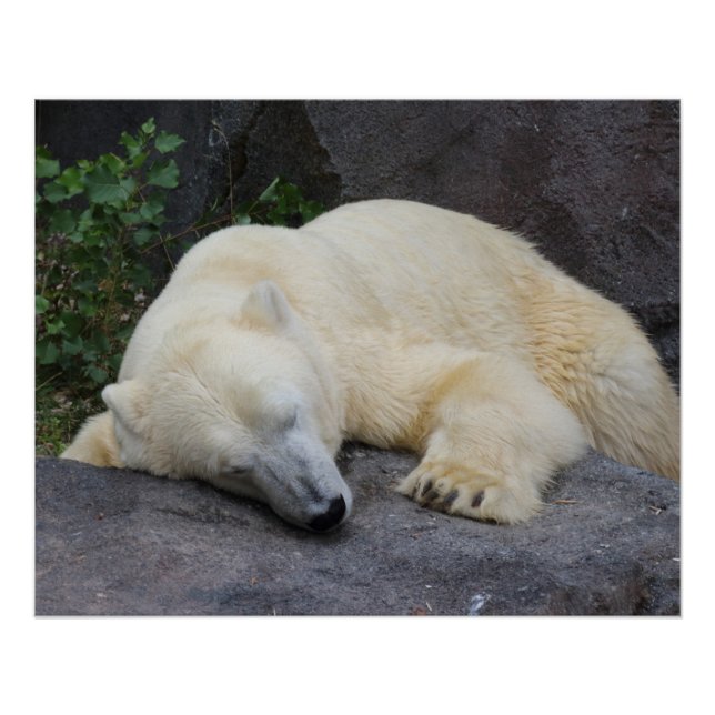 Sleeping Polar Bear Poster (Front)