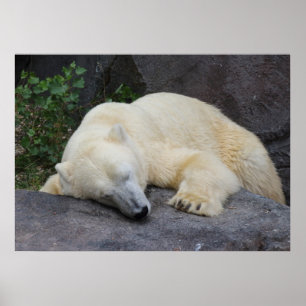 Sleeping Polar Bear Poster