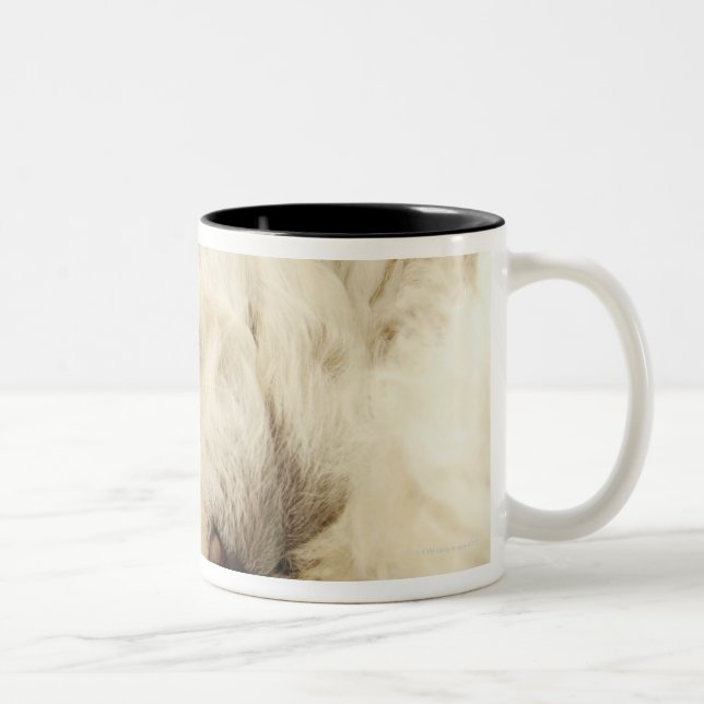 Sleeping Poodle puppy Two-Tone Coffee Mug (Right)