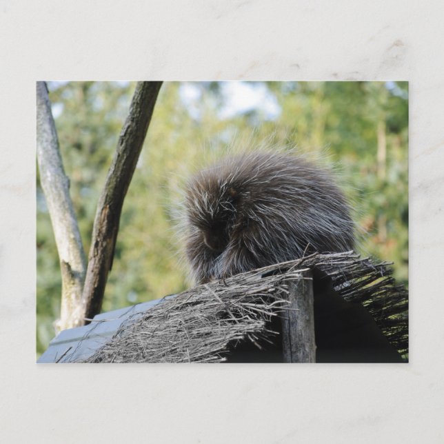Sleeping Porcupine Postcard (Front)