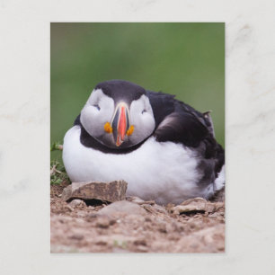 Sleeping Puffin Postcard