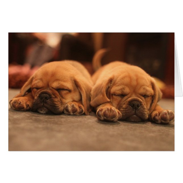 Sleeping puppies (Front Horizontal)