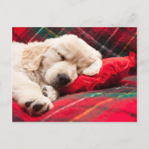 Sleeping Puppy On Plaid Postcard