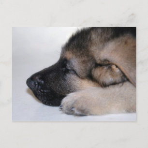 Sleeping Puppy Postcard