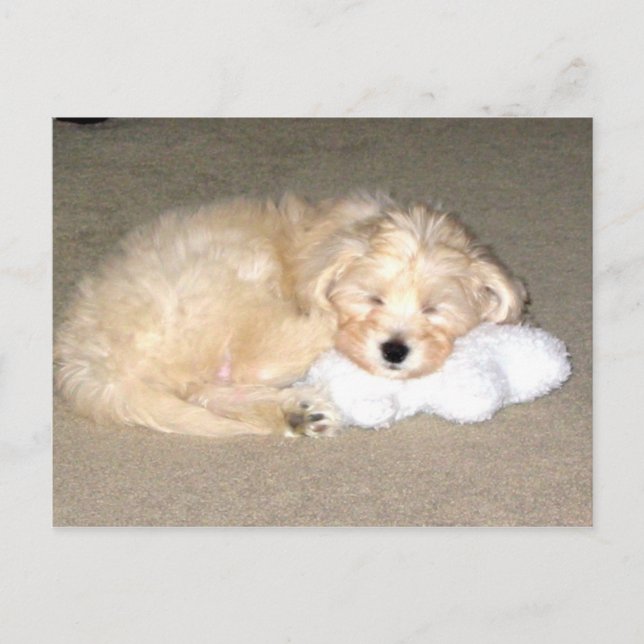 Sleeping puppy postcard (Front)
