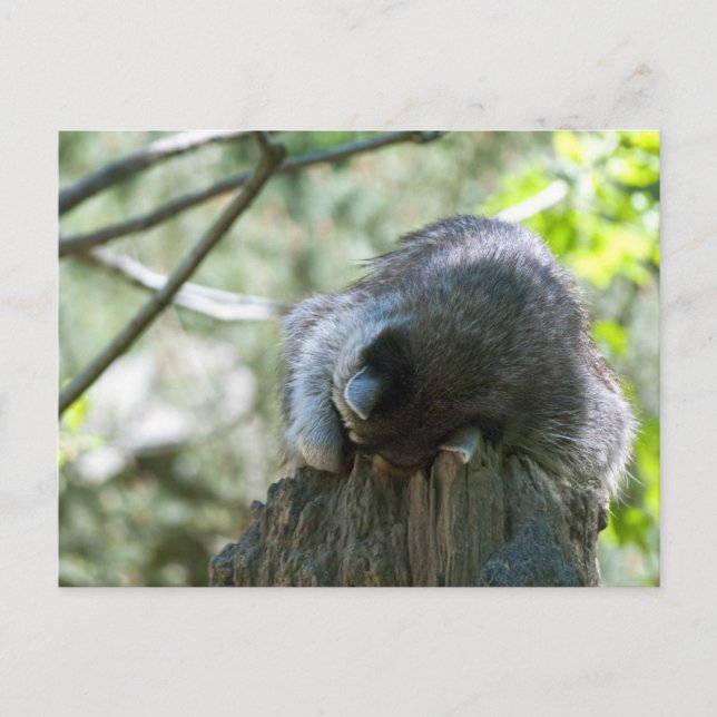 Sleeping Racoon Postcards (Front)