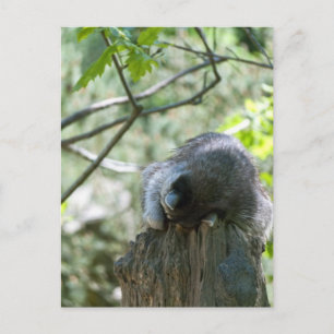 Sleeping Racoon Postcards