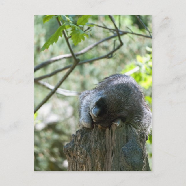 Sleeping Racoon Postcards (Front)