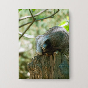 Sleeping Racoon Stickers