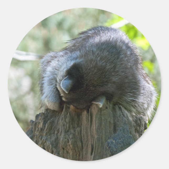 Sleeping Racoon Stickers (Front)