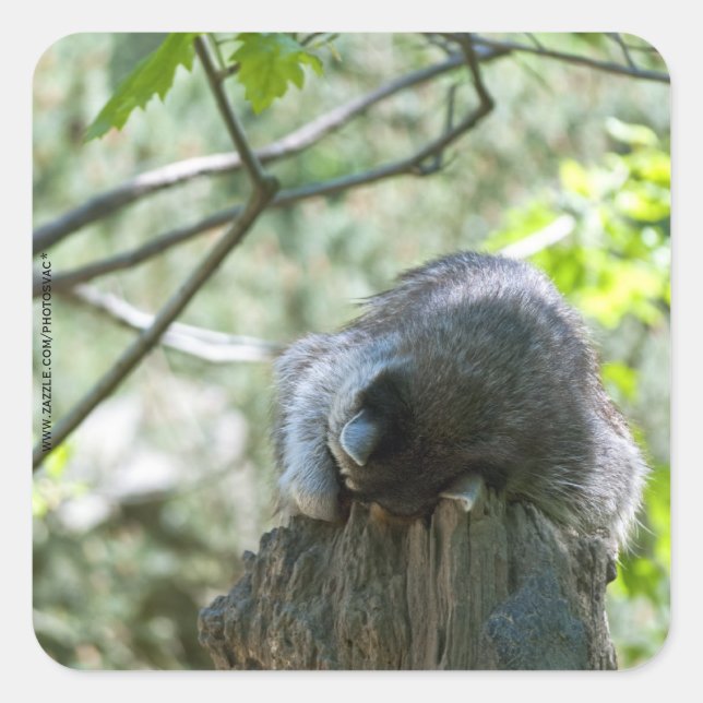 Sleeping Racoon Stickers (Front)