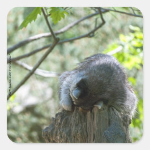 Sleeping Racoon Stickers