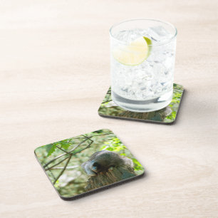 Sleeping Racoon Stickers Coaster