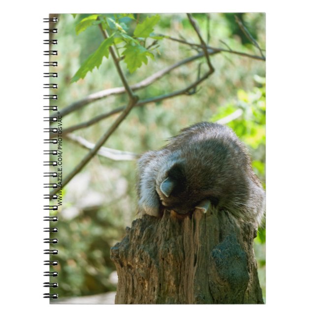 Sleeping Racoon Stickers Notebook (Front)