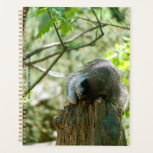 Sleeping Racoon Stickers Planner