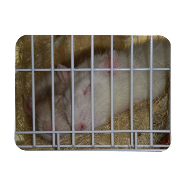 Sleeping Rats Flexi Magnet (Horizontal)