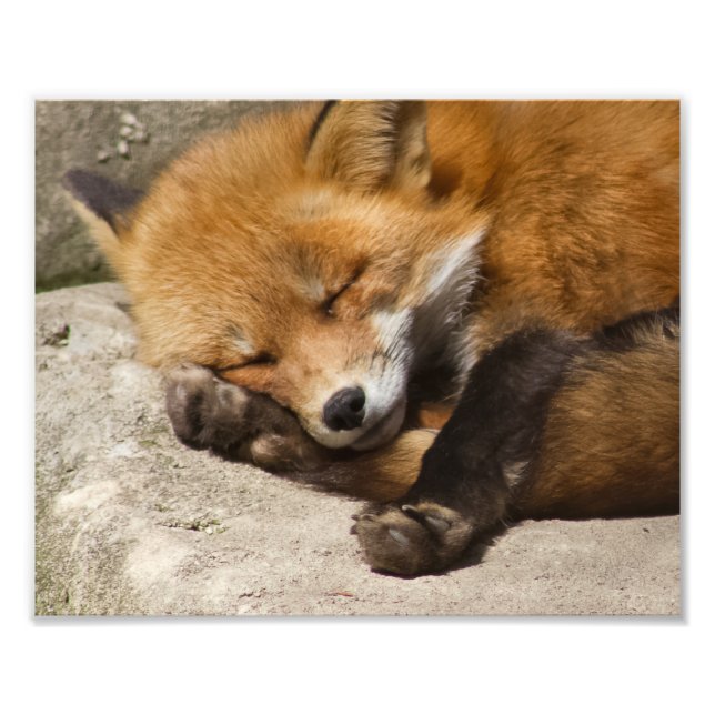 Sleeping Red Fox Photo Print (Front)