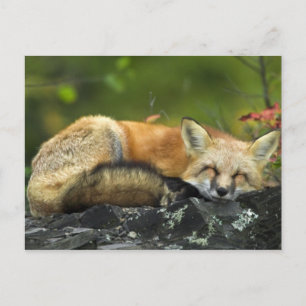 Sleeping Red Fox Postcard