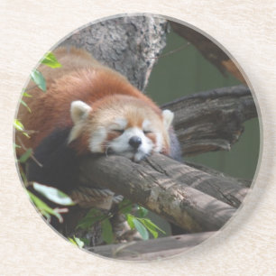 Sleeping Red Panda  Coaster