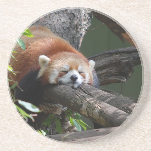 Sleeping Red Panda  Coaster (Front)