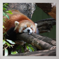 Sleeping Red Panda  Poster