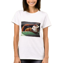 Sleeping Red Panda
