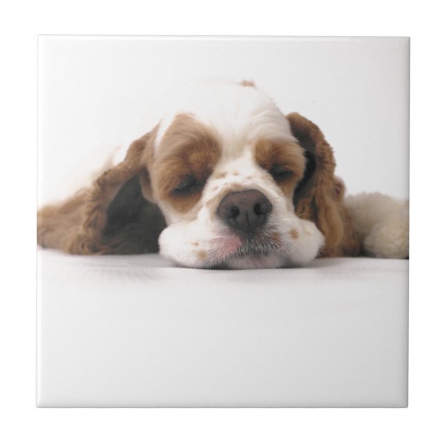 Sleeping Red/White Cocker Spaniel Ceramic Tile (Front)