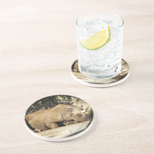 Sleeping Rhino Coaster