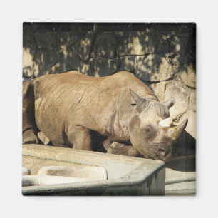 Sleeping Rhino Magnet