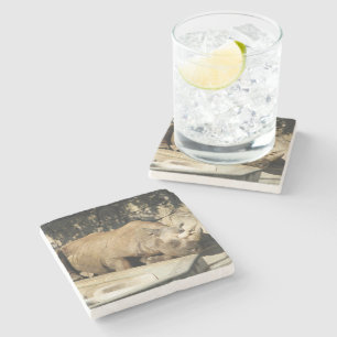 Sleeping Rhino Stone Coaster