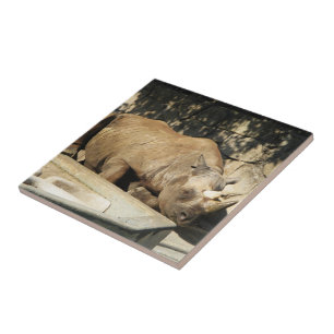 Sleeping Rhino Tile