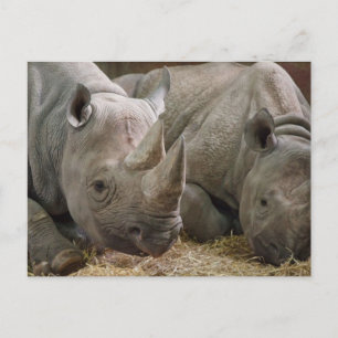 Sleeping Rhinos Postcard