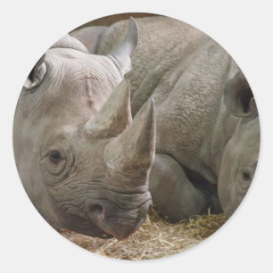 Sleeping Rhinos Stickers