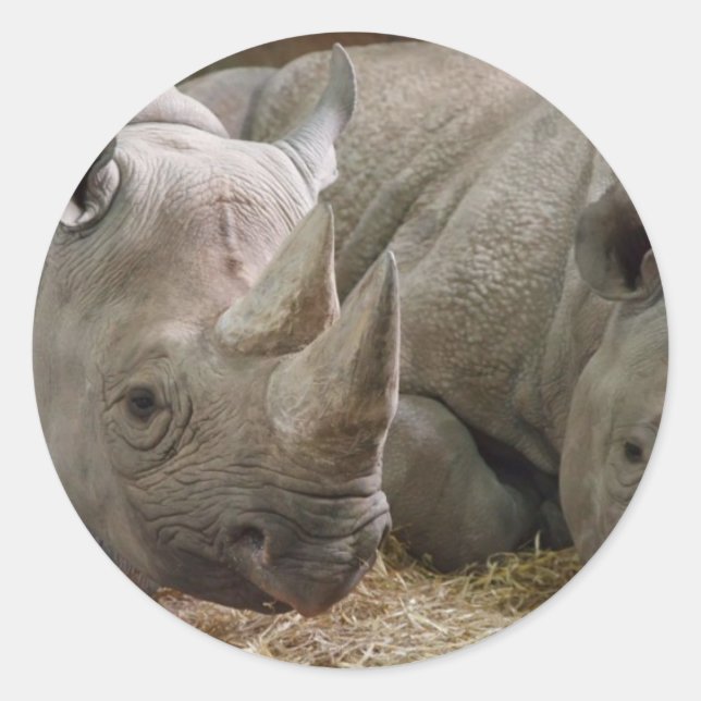 Sleeping Rhinos Stickers (Front)