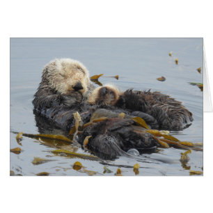 Sleeping Sea Otter Mum and Pup