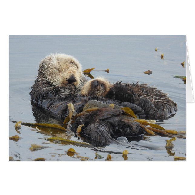 Sleeping Sea Otter Mum and Pup (Front Horizontal)