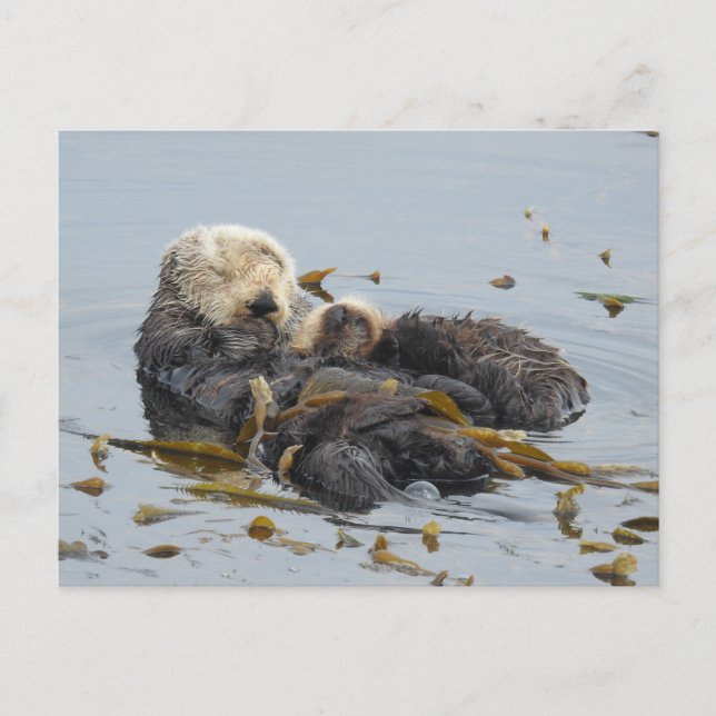 Sleeping sea otter mum and pup postcard (Front)